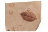 Red Fossil Leaf (Planera) - Montana #188993-1